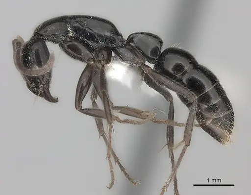 Leptogenys adlerzi specimen