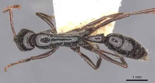 Leptogenys adlerzi - CASENT0907389