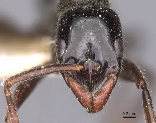 Leptogenys adlerzi - CASENT0907389