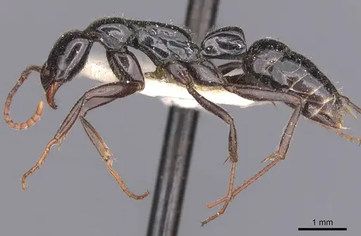 Leptogenys adlerzi - CASENT0907389