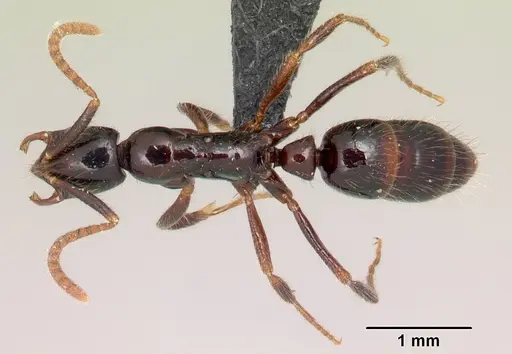 Leptogenys alamando specimen