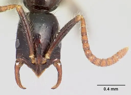 Leptogenys alamando specimen