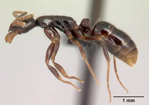 Leptogenys alamando specimen