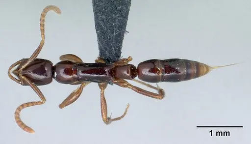 Leptogenys alamando - CASENT0034626