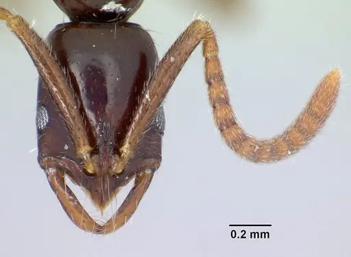 Leptogenys alamando - CASENT0034626