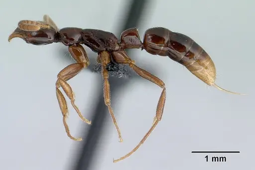 Leptogenys alamando - CASENT0034626