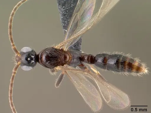 Leptogenys alamando - CASENT0138603