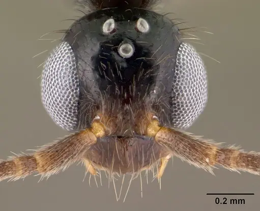 Leptogenys alamando - CASENT0138603