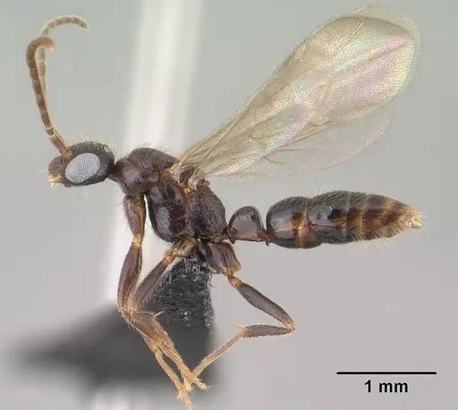 Leptogenys alamando - CASENT0138603