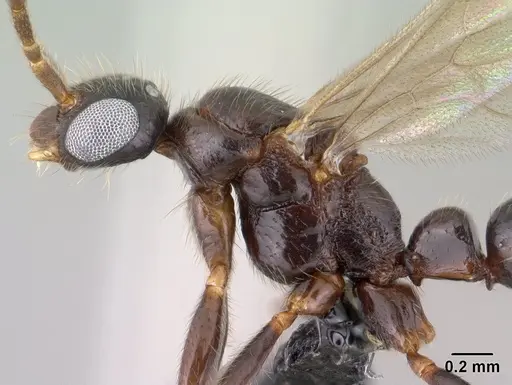 Leptogenys alamando - CASENT0138603