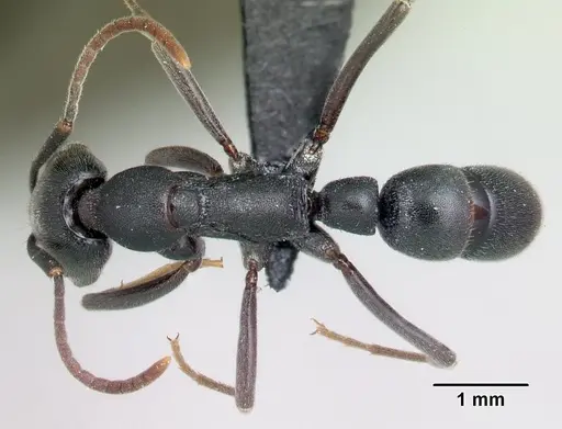 Leptogenys alatapia specimen