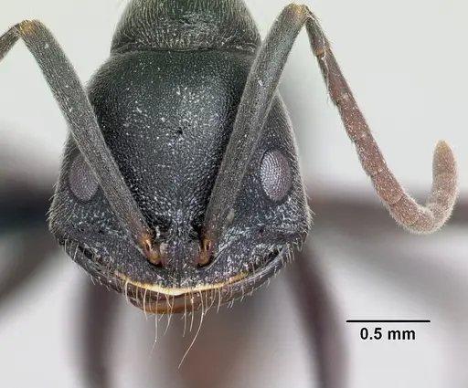 Leptogenys alatapia specimen