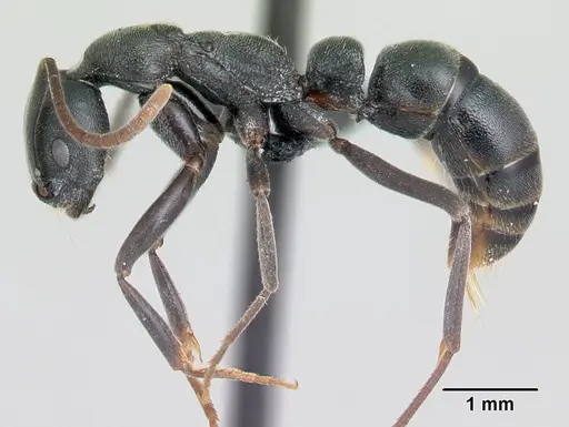 Leptogenys alatapia specimen