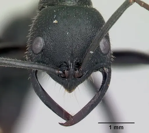 Leptogenys alluaudi specimen