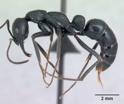 Leptogenys alluaudi specimen