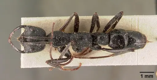 Leptogenys alluaudi - CASENT0101131