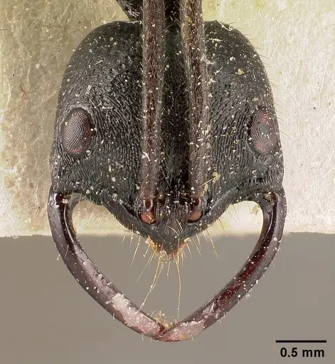 Leptogenys alluaudi - CASENT0101131