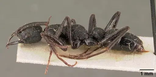 Leptogenys alluaudi - CASENT0101131