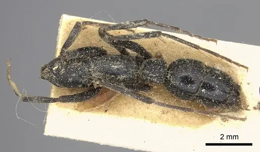 Leptogenys alluaudi - CASENT0260384