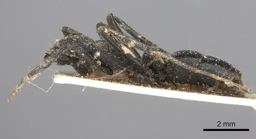 Leptogenys alluaudi - CASENT0260384