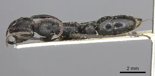 Leptogenys alluaudi - CASENT0260385