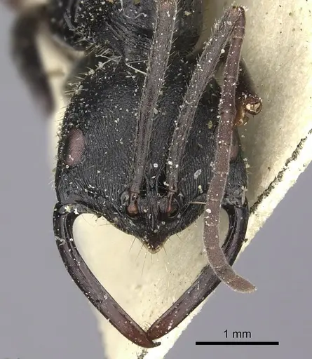 Leptogenys alluaudi - CASENT0260385