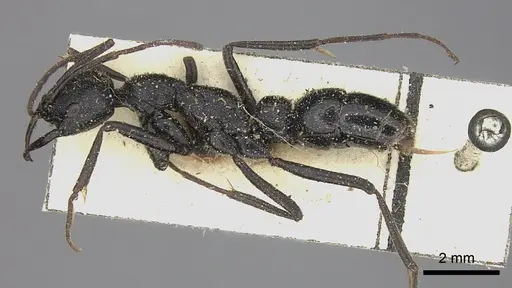 Leptogenys alluaudi - CASENT0260385