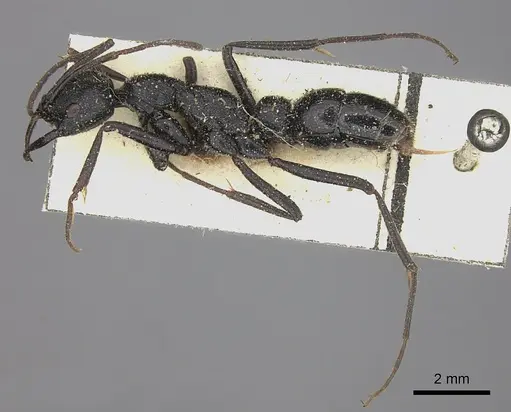 Leptogenys alluaudi - CASENT0260385