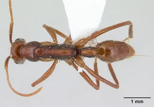 Leptogenys amazonica specimen