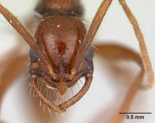 Leptogenys amazonica specimen