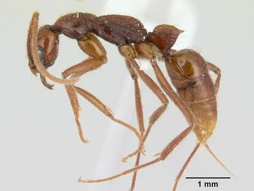 Leptogenys amazonica specimen