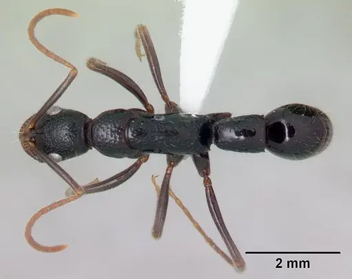 Leptogenys ambo specimen