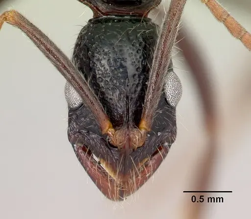 Leptogenys ambo specimen