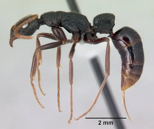 Leptogenys ambo specimen