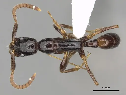 Leptogenys amon specimen