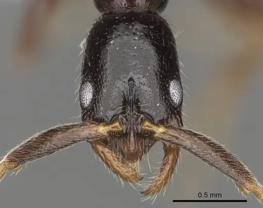 Leptogenys amon specimen