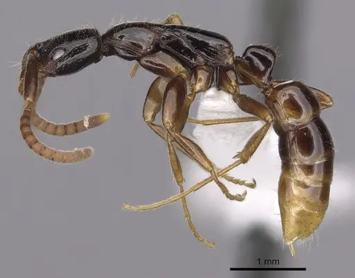 Leptogenys amon specimen