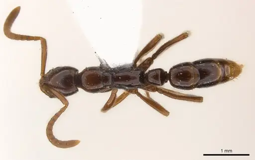 Leptogenys amu specimen