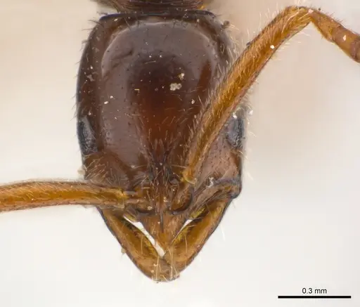 Leptogenys amu specimen