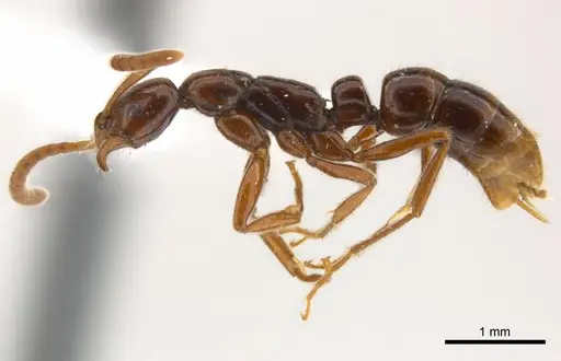 Leptogenys amu specimen