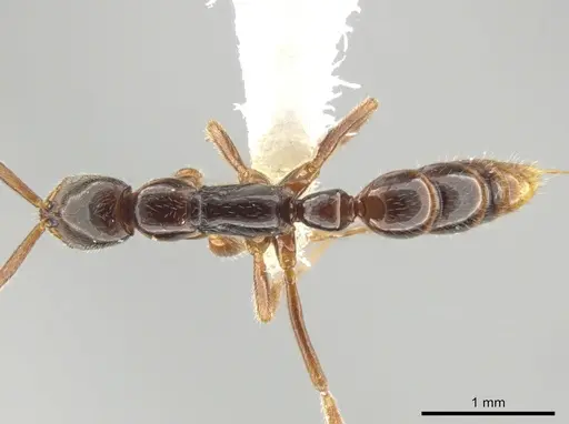 Leptogenys amu - CASENT0646058