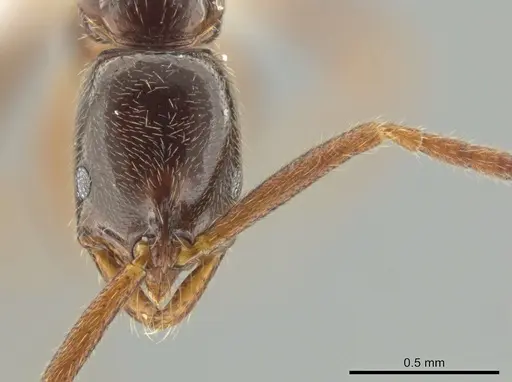 Leptogenys amu - CASENT0646058