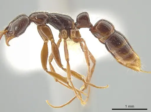 Leptogenys amu - CASENT0646058