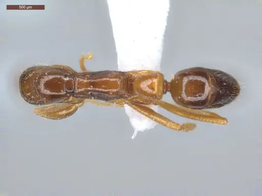 Leptogenys amu - ECOFOG-SGR-IN1W14-04