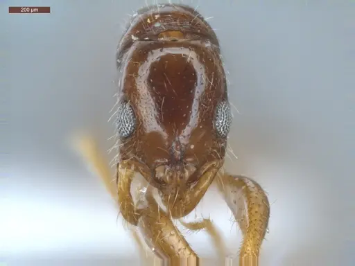 Leptogenys amu - ECOFOG-SGR-IN1W14-04