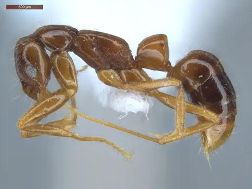 Leptogenys amu - ECOFOG-SGR-IN1W14-04