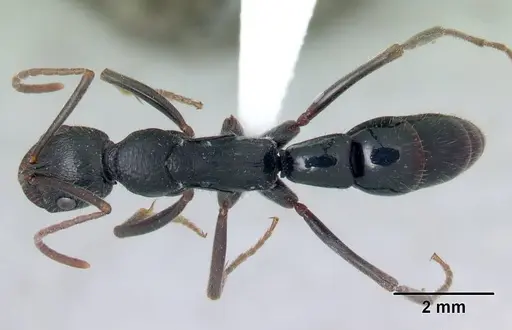 Leptogenys andritantely specimen