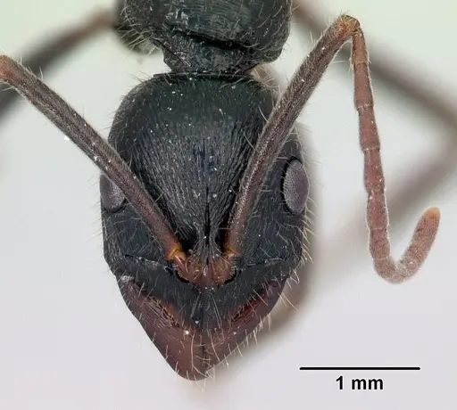 Leptogenys andritantely specimen