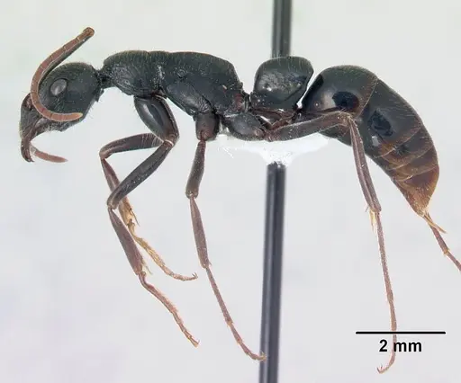 Leptogenys andritantely specimen