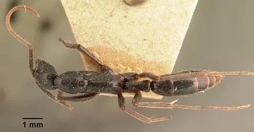 Leptogenys angusta specimen